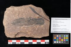 Foto (Objekt + Etikett) von Quercus palaeoilex Ettingshausen (NHMW-GEO-2024-0188-0777)